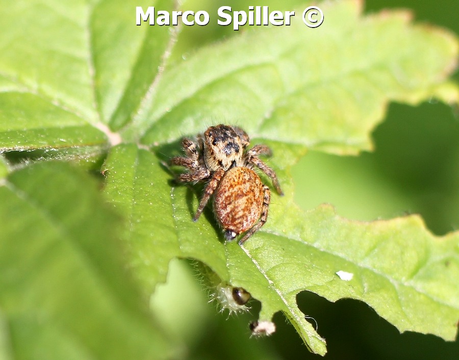 Carrhotus xanthogramma - maschio e femmina - Milano